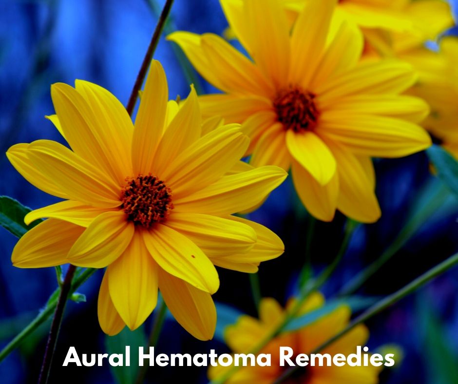 Aural Hematoma Remedies